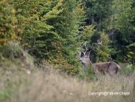 images/CERF-ET-CHEVREUIL/cerf-1-octobre 2014 copie.jpg